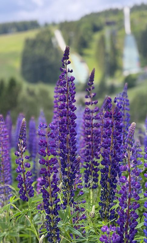 Oberwiesenthal Sommer Ferienhaus